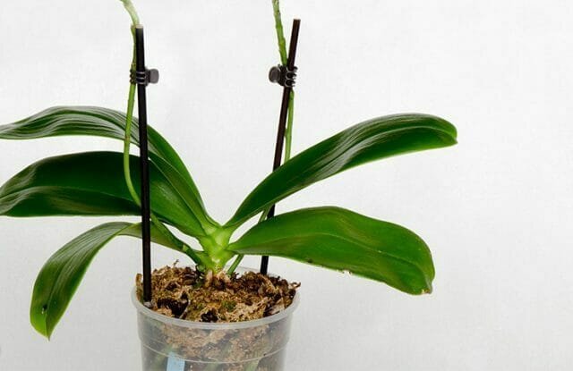 Orchidee irrompono nella nostra vita e rapidamente guadagnato popolarità