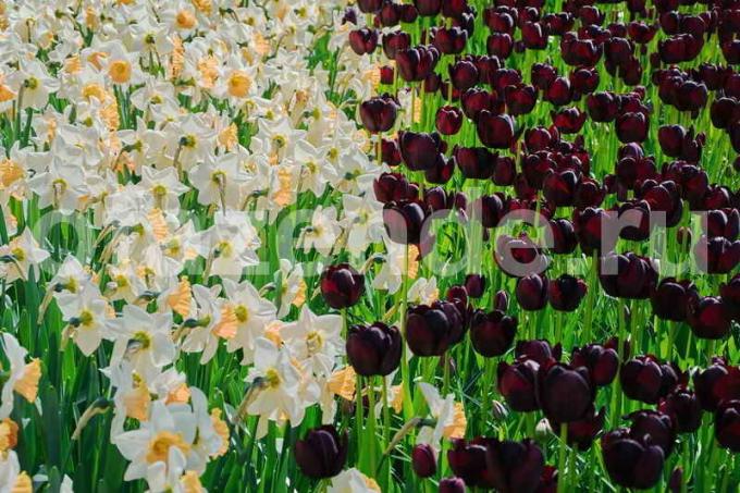Fiore letto di lampadine: un giardino dispersione samotsvetov- consiglio per giardinieri