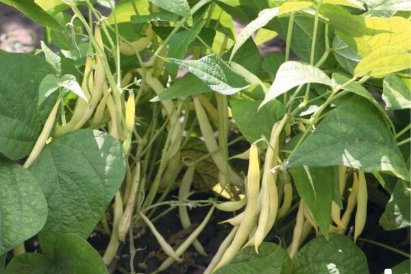 I segreti di crescita fagioli nel giardino, con il quale è possibile ottenere un buon raccolto