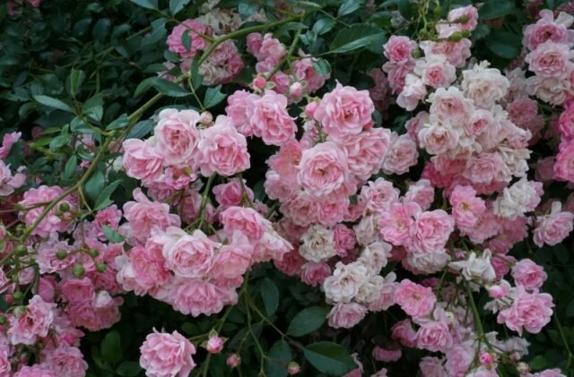 Groundcover rose fioriscono sui germogli di diverse età