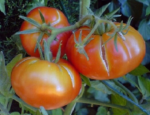 2 errore quando la coltivazione di pomodori, a causa della quale i frutti cominciano a incrinarsi