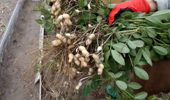 Come far crescere le arachidi sul letto e ottenere un buon raccolto