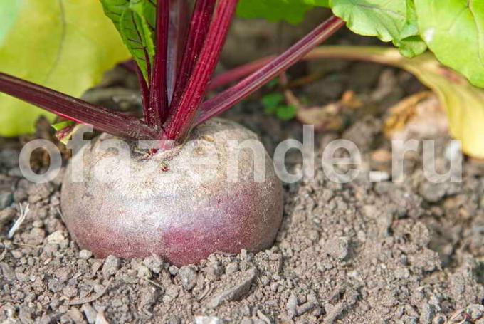 Fertilizzazione barbabietola salamoia