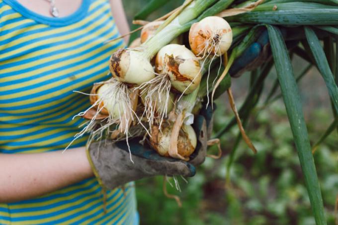 Per crescere una grossa cipolla, è necessario conoscere alcuni trucchi agronomiche. Illustrazione per un articolo è usato per una licenza standard © ofazende.ru