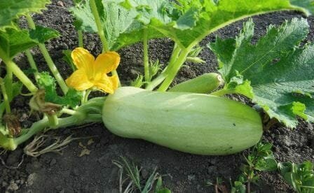 Come far crescere una zucchina? Le date di atterraggio, di cura, di raccolta, piantando e raccogliendo