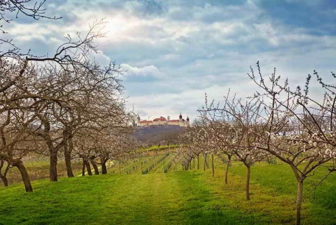 Albicocca: le condizioni di sopravvivenza nel clima rigido