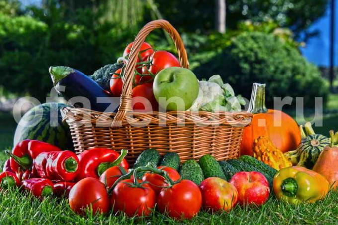 Raccolta delle verdure. Illustrazione per un articolo è usato per una licenza standard © ofazende.ru