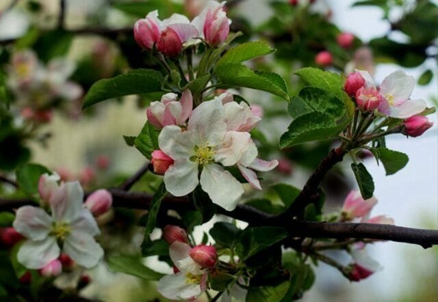 fiori di melo