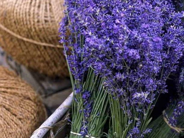 Lavanda intermedio