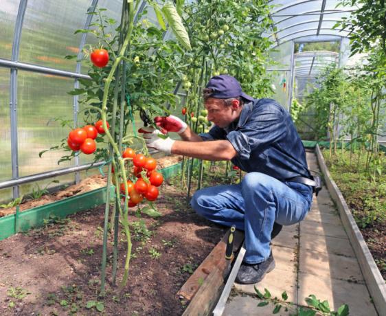 Cosa fare con le foglie di pomodoro - taglio o aspettativa per un cespuglio?