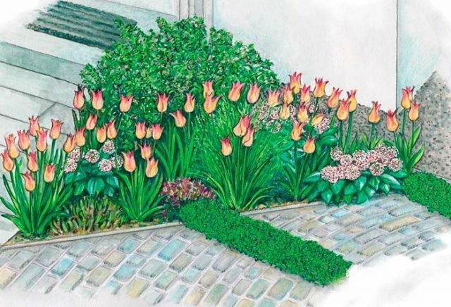 Come sono belli tulipani piantati su un terreno di + foto