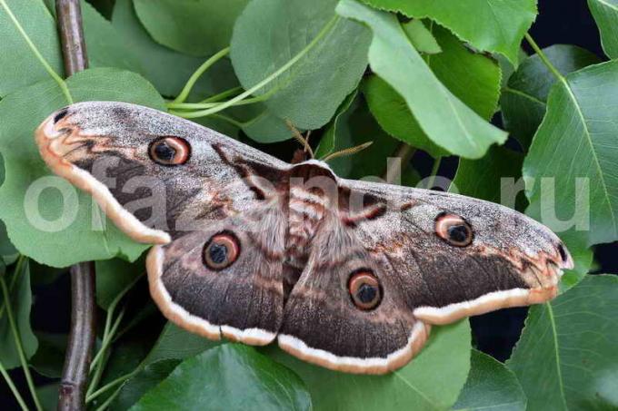 Moth in giardino: i metodi di lotta
