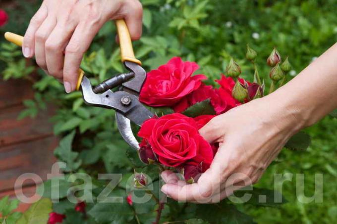 potare le rose (Foto usato sotto la licenza standard © ofazende.ru)
