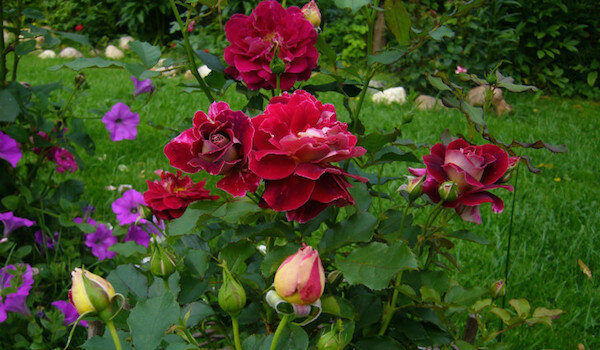 Vicini di utili per le rose: è meglio per piantare accanto a fiori