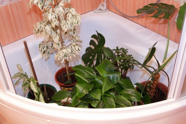 Docce calde per piante d'appartamento: rivela i segreti