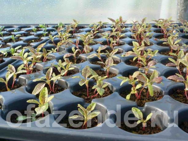 Crescere annuali dai semi con le mani (Foto usato sotto la licenza standard © ofazende.ru)