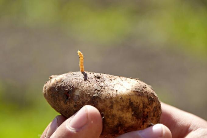 Autunno lavorazione del terreno per sbarazzarsi di wireworm