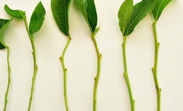 Esperienza personale: come propagare le piante verdi talee trudnoukorenyaemye