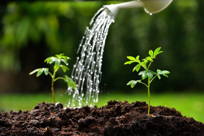 7 errori fatali quando l'irrigazione, che portano ad una diminuzione della vostri raccolti e che non può commettere