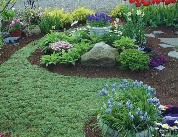 Un tappeto di piante groundcover: fioritura prato alternativa - giardinieri Tips