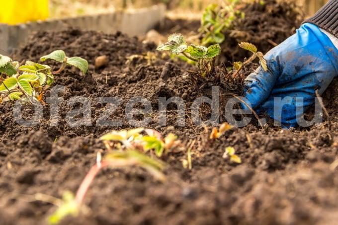 Come migliorare la sabbia e terreno argilloso