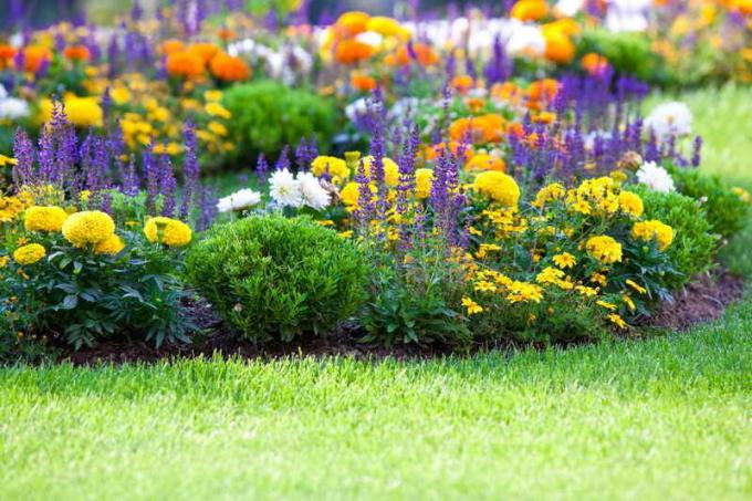 La combinazione di colori nel giardino fiorito. Illustrazione per un articolo è usato per una licenza standard © ofazende.ru