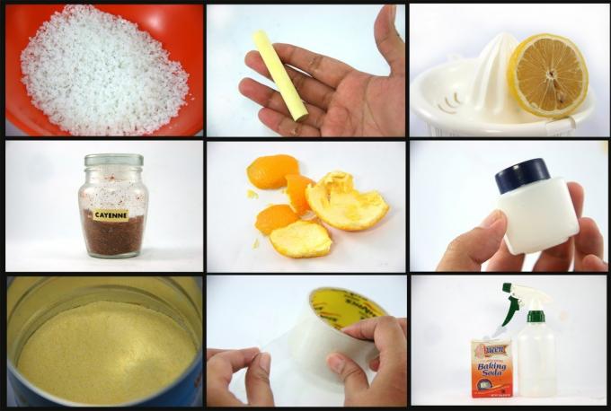 Nella foto: sale, gesso, limone, pepe, bucce d'arancia, vaselina, acqua di aceto, scotch, soda - rimedi improvvisati per le formiche.