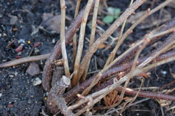 ribes primavera potatura in grado di migliorare il raccolto stagione e gettare le basi per il prossimo anno