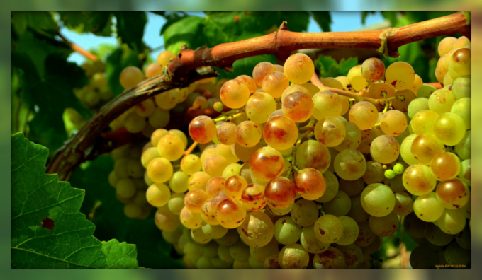 Come la potatura competente vi aiuterà ad aumentare in modo significativo la resa di uva per ceppo