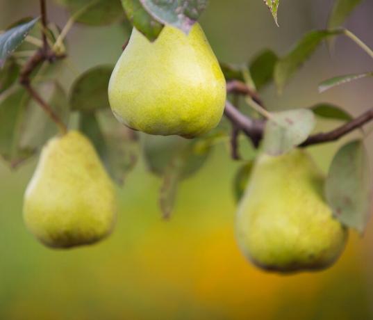 Istruzioni passo passo per le pere di potatura