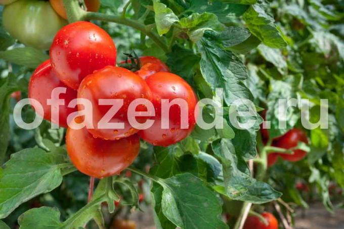 le varietà precoci di pomodori. Illustrazione per un articolo è usato per una licenza standard © ofazende.ru