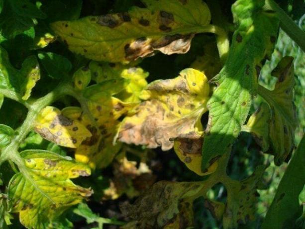 Ingiallimento delle foglie superiori - un segno di elementi di carenza. Illustrazione di questo articolo è tratto da fonti pubbliche