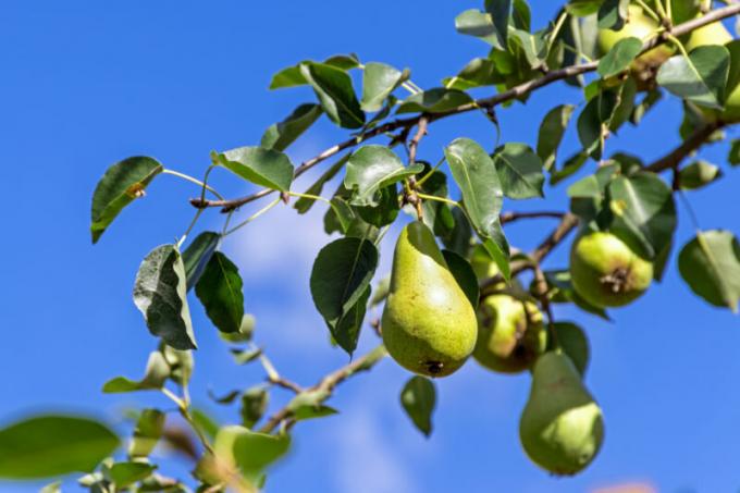 Perché cadere l'ovaio e il frutto della mela, prugna, ciliegia e altri alberi