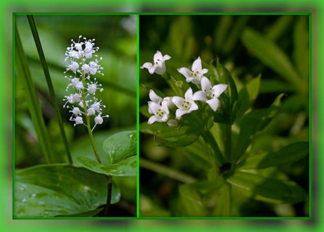 Maianthemum bifolium, bedstraw fragrante.