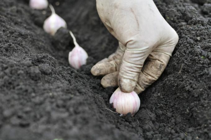 I giardinieri hanno bisogno di conoscere le regole di impianto aglio prima dell'inverno. Illustrazione per un articolo è usato per una licenza standard © ofazende.ru