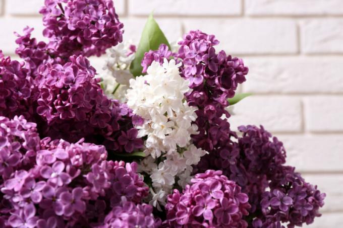 Diverse varietà di lillà - decorazione di qualsiasi giardino. Illustrazione per un articolo è usato per una licenza standard © ofazende.ru