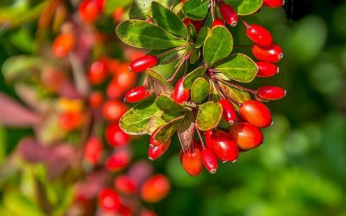 10 varietà di crespino, che decoreranno il vostro giardino