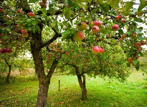 Come far crescere un giardino di melo