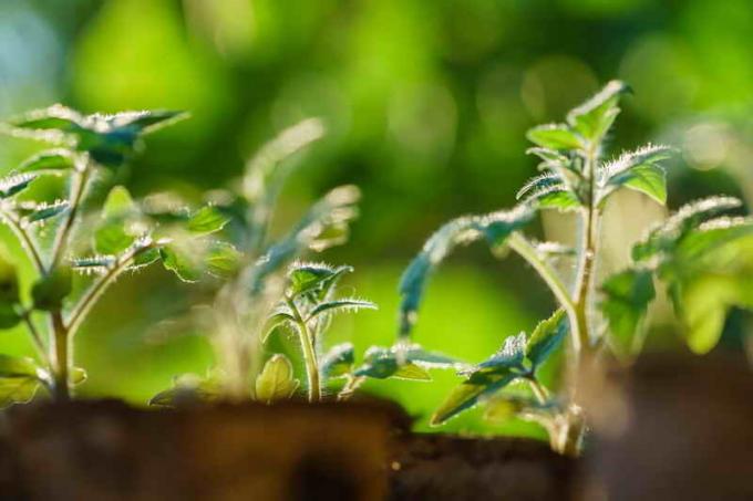 Concimare le piante con il latte e il trattamento dei parassiti