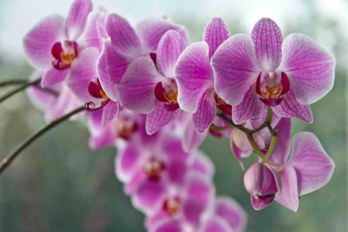 orchidee fioritura. Illustrazione per un articolo è usato per una licenza standard © ofazende.ru