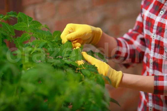 I segreti della coltivazione di pomodori da giardinieri esperti