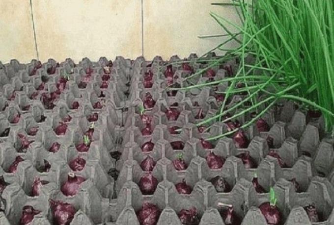 Come garantito a crescere cipolle verdi in casa: guida passo per passo