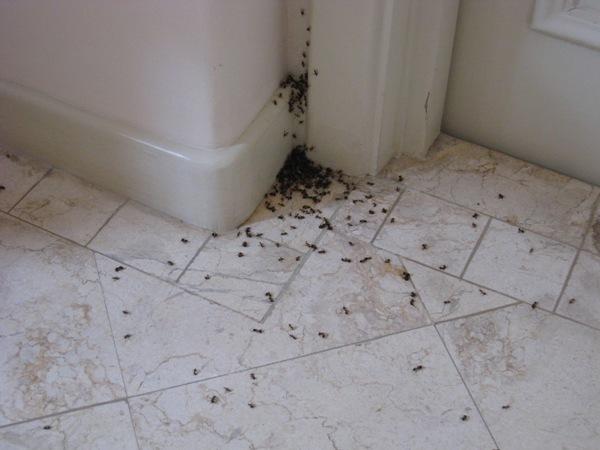 Aiuta a sbarazzarsi delle formiche con l'uso simultaneo di vari prodotti.