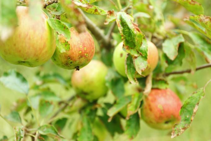 Perché Apple e foglie di pera Curl - Cause e suggerimenti