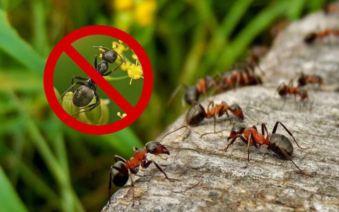 Mezzo efficace (ricetta), che sarà sbarazzarsi di formiche e vespe al loro cottage estivo