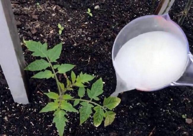 Se si sta piantando pomodori, non dimenticate di gettare il buco è ...