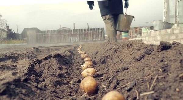 Modo insolito di patate piantare, con il quale è possibile ottenere un buon raccolto