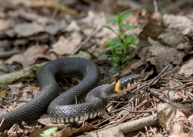 Come liberarsi dei serpenti nel loro cottage estivo