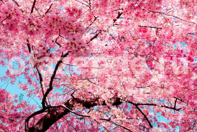 I fiori di ciliegio sono molti - e un po 'di frutta