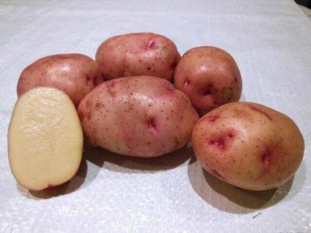 7 migliori varietà di patate